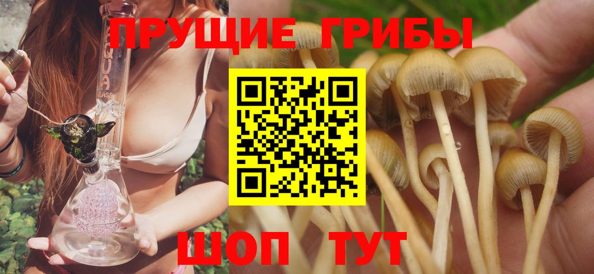 Псилоцибиновые грибы Psilocybine cubensis Долгопрудный